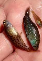 Austrolebias bellottii