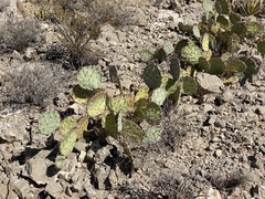 Opuntia dulcis