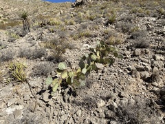 Opuntia dulcis