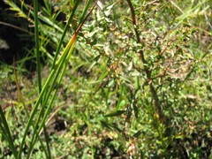 Ludwigia sphaerocarpa