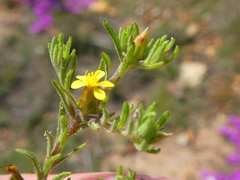 Rhynchopsidium sessiliflorum