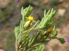 Rhynchopsidium sessiliflorum