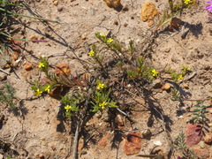 Rhynchopsidium sessiliflorum