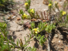 Rhynchopsidium sessiliflorum