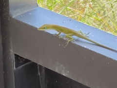 Anolis carolinensis