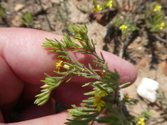 Rhynchopsidium sessiliflorum