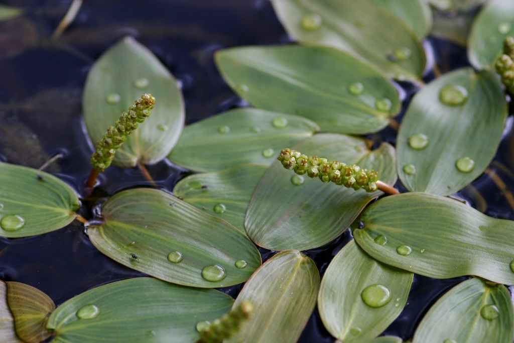 Potamogetonaceae