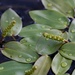 Pondweed Family - Photo (c) Pyak Andrei, some rights reserved (CC BY-NC), uploaded by Pyak Andrei