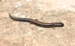 Taylor's Pigmy Salamander photo 2