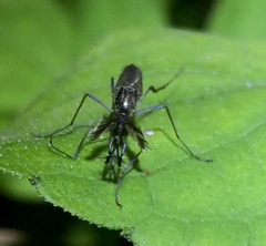 Psorophora cyanescens