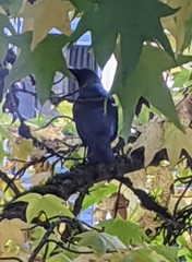 Corvus brachyrhynchos