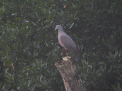 Columba bollii