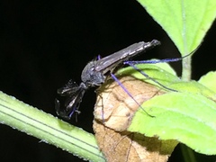 Psorophora cyanescens