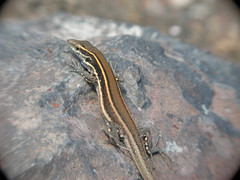Gallotia caesaris gomerae