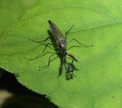 Psorophora cyanescens