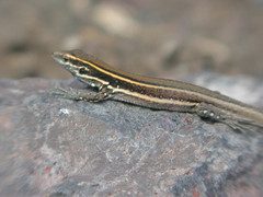 Gallotia caesaris gomerae