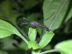 Psorophora cyanescens