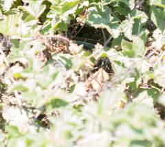 Thamnophis sirtalis tetrataenia