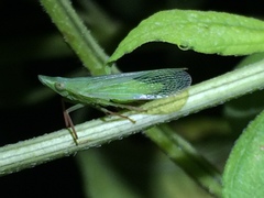 Rhynchomitra recurva