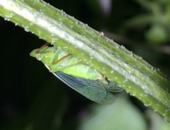 Rhynchomitra recurva