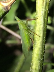 Rhynchomitra recurva