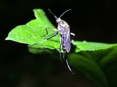 Psorophora