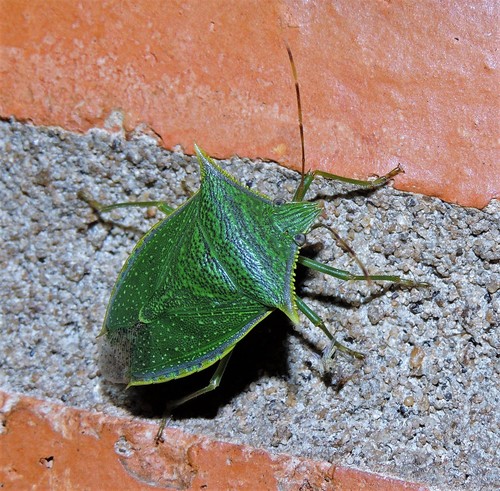 Chinche verde