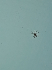 Oecobius maculatus