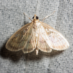 Crocidophora tuberculalis