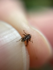 Lipoptena fortisetosa