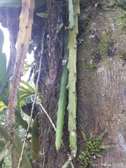 Disocactus speciosus