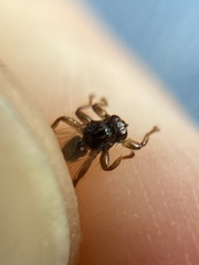 Lipoptena fortisetosa