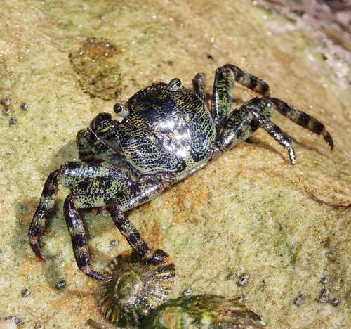 Purple Rock Crab