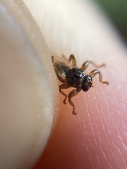 Lipoptena fortisetosa