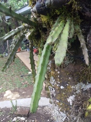 Disocactus speciosus