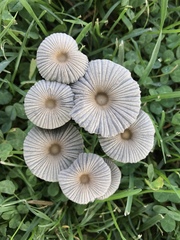 Parasola plicatilis image