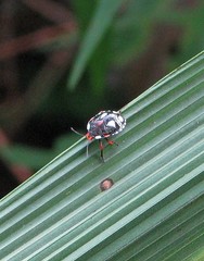 Chinavia erythrocnemis
