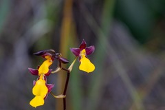Cyrtochilum aureum