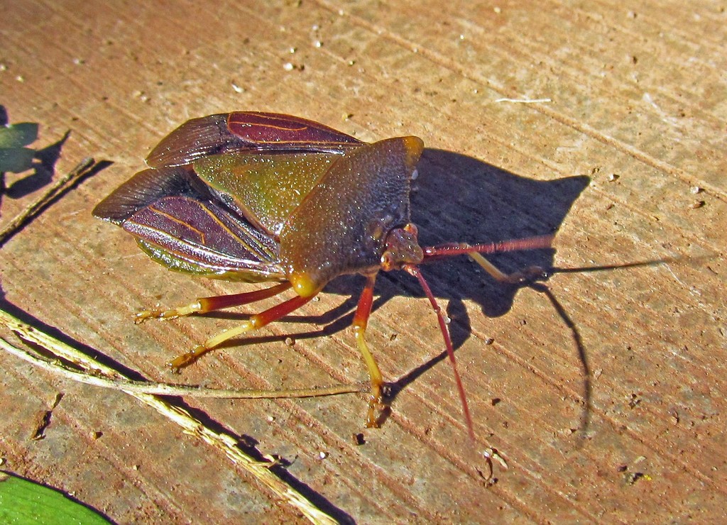 Peromatus sulcifer