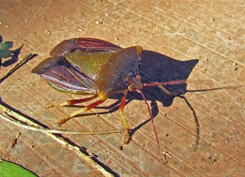 Peromatus sulcifer