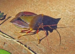 Peromatus sulcifer