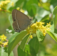 Satyrium abdominalis
