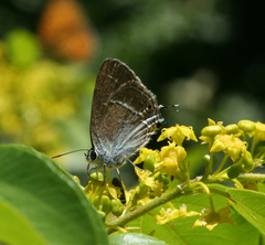 Satyrium abdominalis