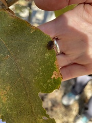 Paropsisterna m-fuscum