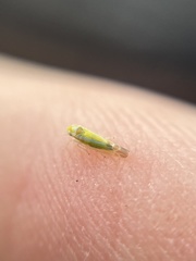 Lindbergina aurovittata