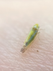 Lindbergina aurovittata