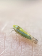 Lindbergina aurovittata