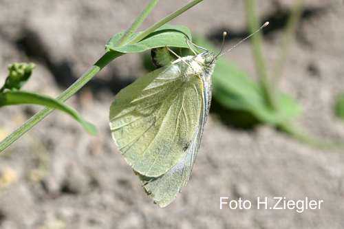 Pieris brassicae - Wikipedia