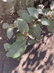 Rhus integrifolia × ovata