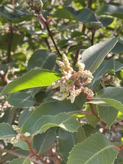 Rhus integrifolia × ovata